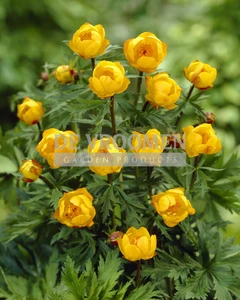 Trollius Superbus