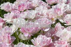 Tulip Angelique | 50 pce