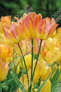 Tulip Antoinette | 50 pce