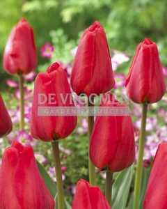 Tulip Apeldoorn | 50 pce