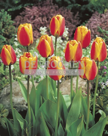 Tulip Apeldoorn's Elite