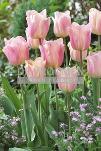 Tulip Apricona | 50 pce