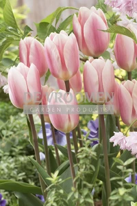 Tulip Apricot Delight