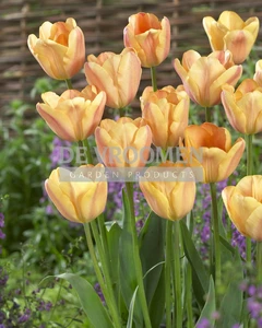 Tulip Apricot Foxx | 50 pce