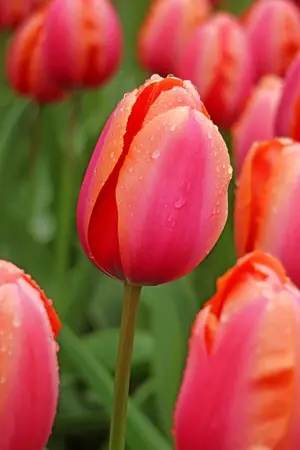 Tulip Apricot Impression | 50 pce