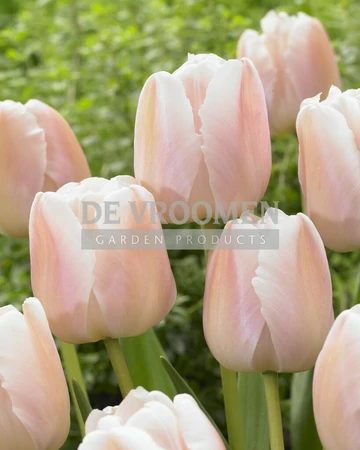 Tulip Apricot Pride