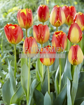 Tulip Banja Luka | 50 pce