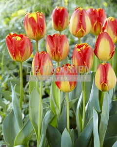 Tulip Banja Luka