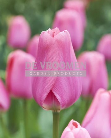 Tulip Big Love