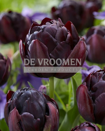 Tulip Black Hero | 50 pce