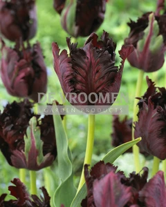 Tulip Black Parrot | 50 pce