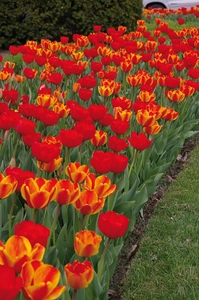 Tulip Blend Burning Embers