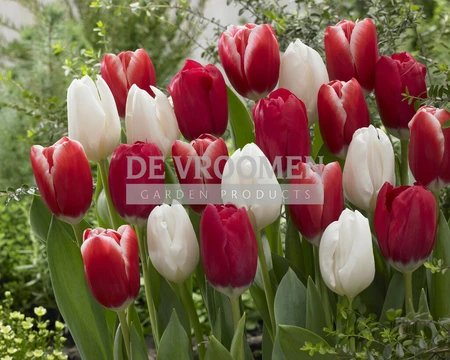 Tulip Blend Candy Cane