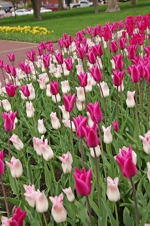 Tulip Blend Chic Lady