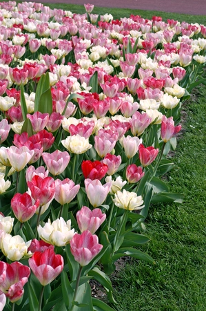 Tulip Blend Exotic Flames