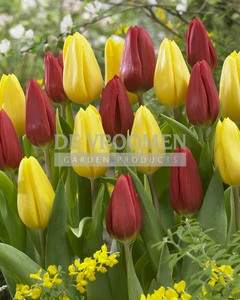 Tulip Blend Flower Power