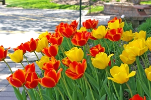 Tulip Blend Golden Embers