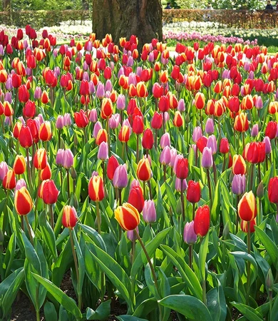 Tulip Blend Long Lasting Giants