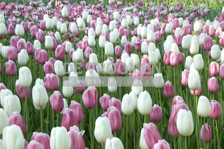 Tulip Blend Marshmellow Fields