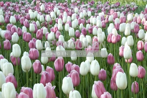 Tulip Blend Marshmellow Fields