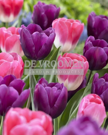 Tulip Blend Mixed Feelings