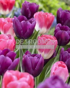 Tulip Blend Mixed Feelings