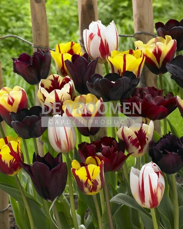 Tulip Blend Mystic Fantasy