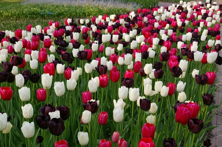 Tulip Blend Night and Day