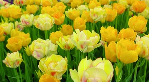 Tulip Blend Paradise Found