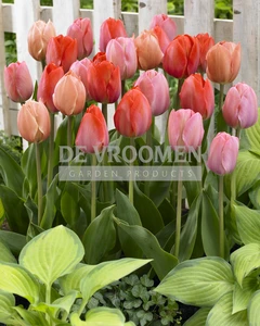 Tulip Blend Pink Promise