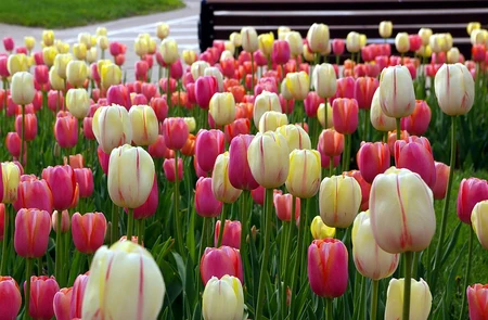 Tulip Blend Pretty in Pink