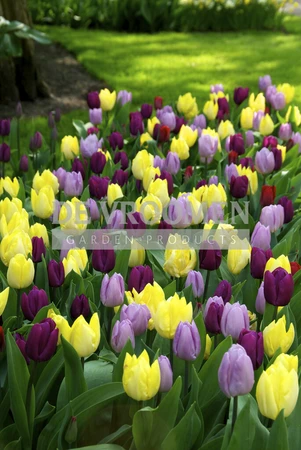 Tulip Blend Prince Mix