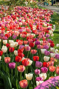 Tulip Blend Rainbow River