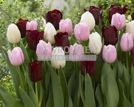 Tulip Blend Romance in Bloom