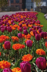 Tulip Blend Royal Garden Party