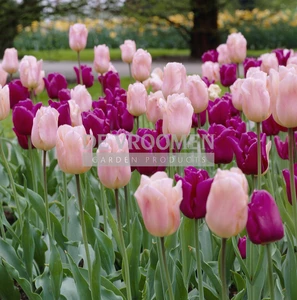 Tulip Blend Spring Sorbet