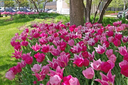 Tulip Blend Spring Time Dance