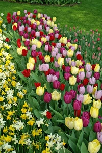 Tulip Blend Sweet Tutti Frutti