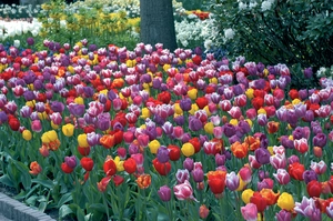 Tulip Blend Warm Welcome