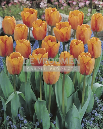 Tulip Blushing Apeldoorn