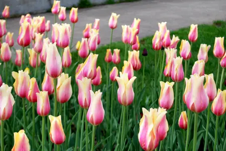 Tulip Blushing Beauty