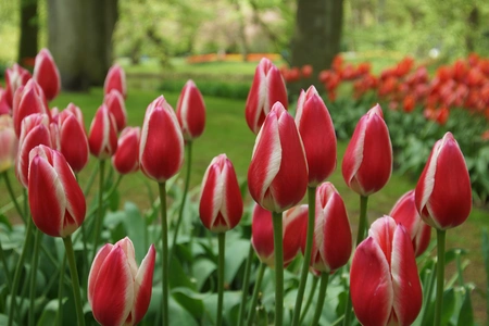 Tulip Candy Apple Delight