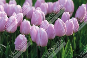 Tulip Candy Prince | 50 pce