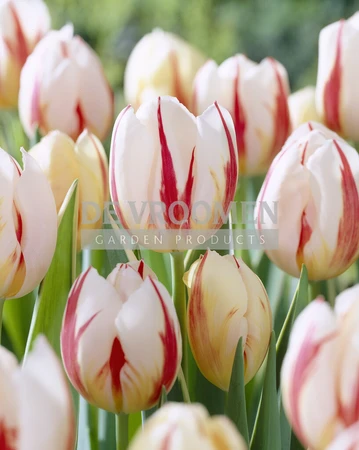 Tulip Carnaval de Rio