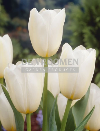 Tulip Catherina | 50 pce