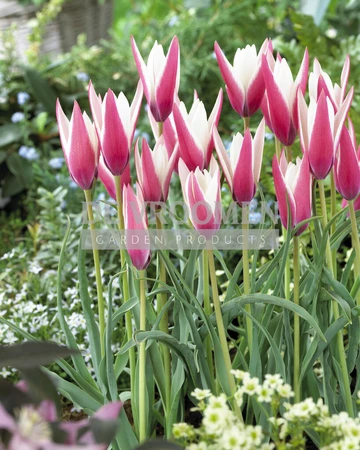 Tulipa Specialty Clusiana Peppermintstick | 50 pce