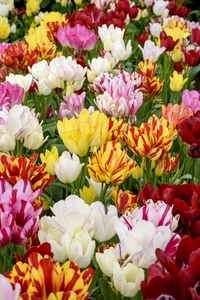 Tulip Color Festival Blend