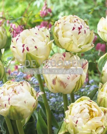 Tulip Danceline