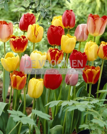 Tulip Darwin Hybrid Mix