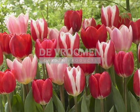 Tulip Delight Blend